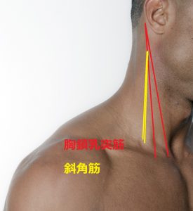 胸鎖乳突筋と斜角筋