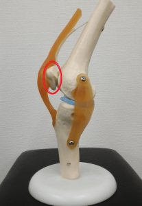 膝蓋骨の位置