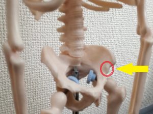 下前腸骨棘の位置